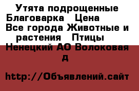 Утята подрощенные Благоварка › Цена ­ 100 - Все города Животные и растения » Птицы   . Ненецкий АО,Волоковая д.